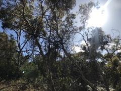 Amyema miquelii