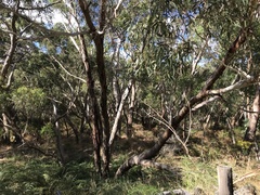 Eucalyptus viminalis cygnetensis