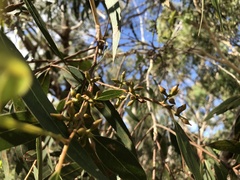 Eucalyptus viminalis cygnetensis