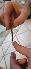 Gynacantha