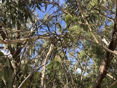 Eucalyptus viminalis cygnetensis