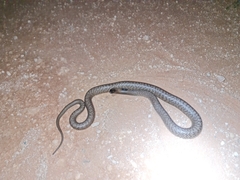 Pseudonaja aspidorhyncha