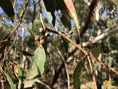 Eucalyptus viminalis cygnetensis