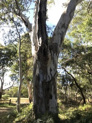 Eucalyptus leucoxylon