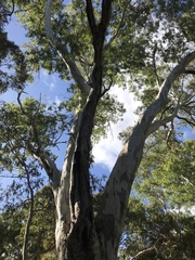 Eucalyptus leucoxylon