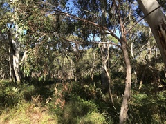 Eucalyptus baxteri