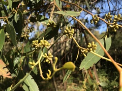 Eucalyptus baxteri