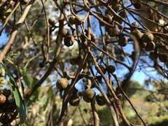 Eucalyptus baxteri