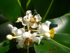 Calophyllum inophyllum
