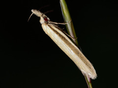Pleurota pyropella