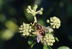 Eristalis similis