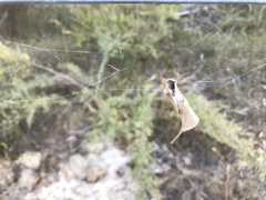 Phonognatha graeffei