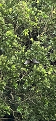 Pteropus dasymallus yayeyamae
