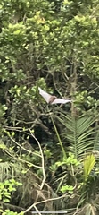 Pteropus dasymallus yayeyamae