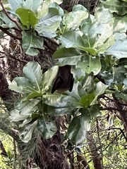 Pteropus dasymallus yayeyamae