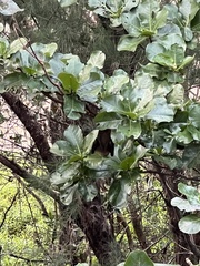 Pteropus dasymallus yayeyamae
