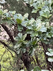 Pteropus dasymallus yayeyamae