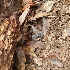 Hormurus