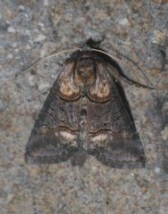 Abrostola asclepiadis