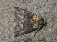 Abrostola asclepiadis