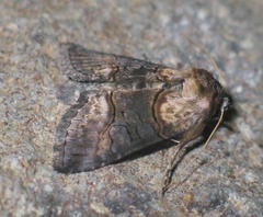 Abrostola asclepiadis