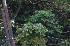 Corvus macrorhynchos colonorum