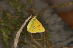 Colias caucasica balcanica