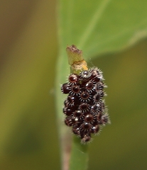 Oechalia schellenbergii