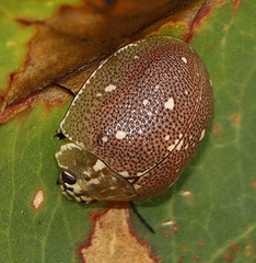 Paropsis aegrota