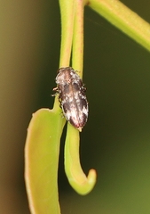 Diphucrania acuducta