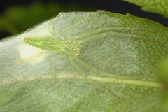 Oxytate argenteooculata