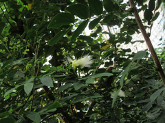 Calliandra haematocephala