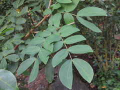 Calliandra haematocephala