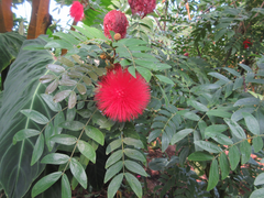 Calliandra haematocephala