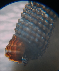 Coriophora fusca