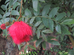 Calliandra haematocephala