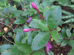 Pseuderanthemum laxiflorum