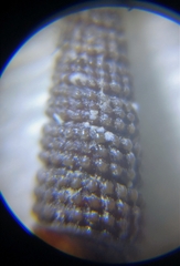 Coriophora fusca