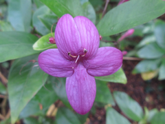 Pseuderanthemum laxiflorum