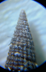 Coriophora fusca