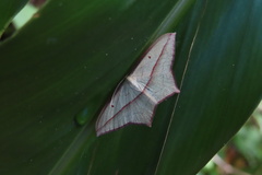 Timandra convectaria