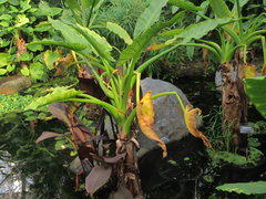 Typhonodorum lindleyanum