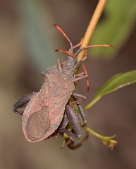 Amorbus rubiginosus