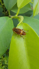 Eristalini