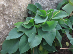 Bupleurum latissimum