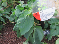 Bupleurum latissimum