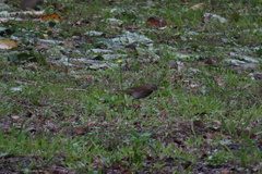 Turdus pallidus