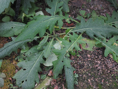 Cirsium nipponicum