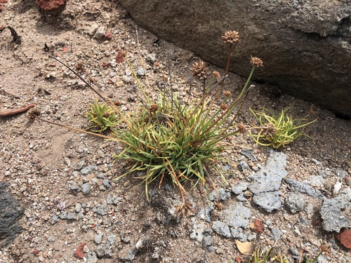 Fimbristylis cymosa observed 2021-05-20