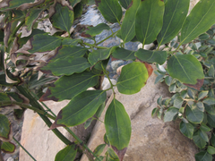 Cinnamomum yabunikkei